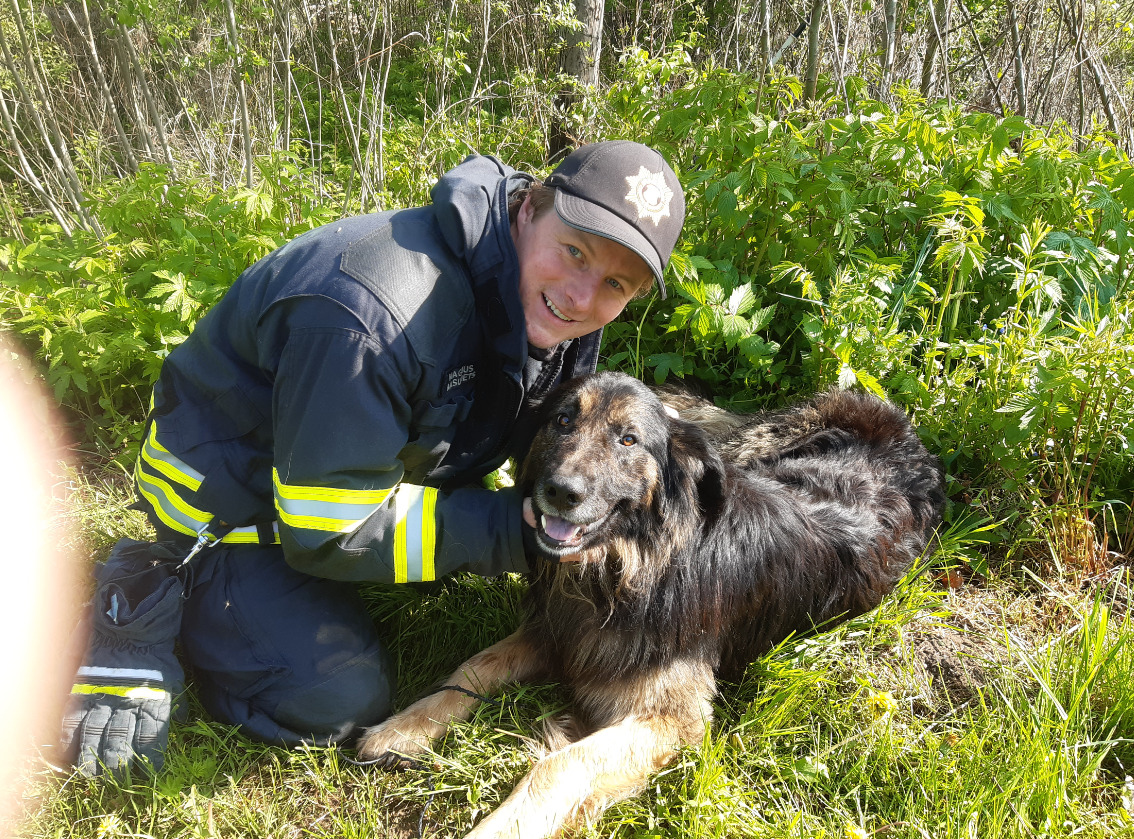 Mustvee tänulik koer