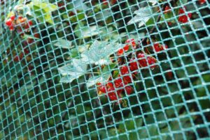 rastasverkko-pienisilmainen-ja-punaherukat_1