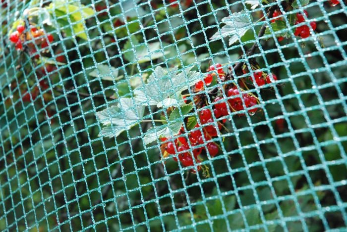 rastasverkko-pienisilmainen-ja-punaherukat_1