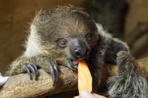 unau-maitseb-porgandit_foto-Inari-Leiman-1024x683