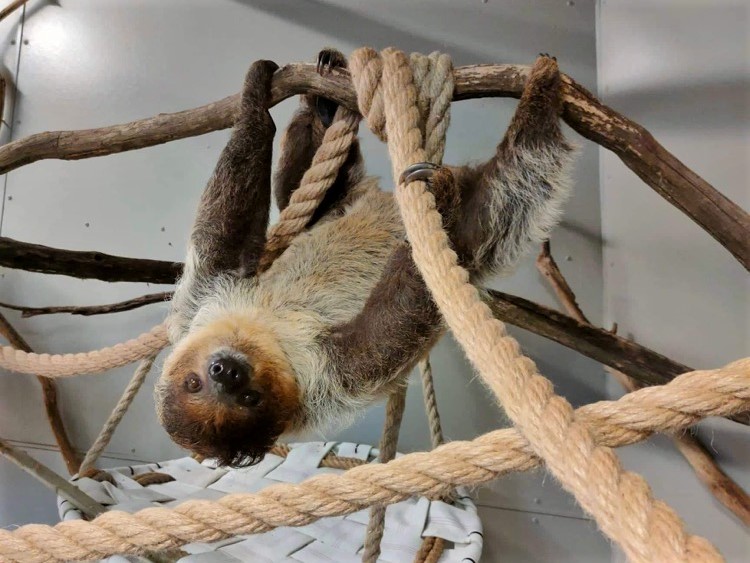 unautudruk uues ekspositsioonis foto Larissa Stulova