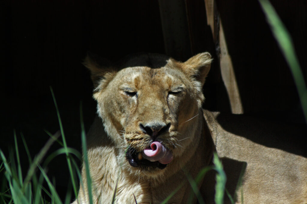 aasia-lovi_Kerli-Kaal-1024x683