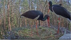 Karula-RP-Musttoonekurg