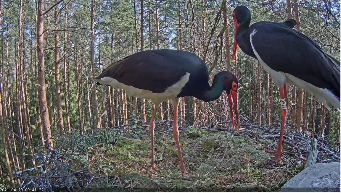 Karula-RP-Musttoonekurg