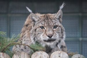 ilves-Getter-2021a-novembris_foto-Inari-Leiman-1536x1024
