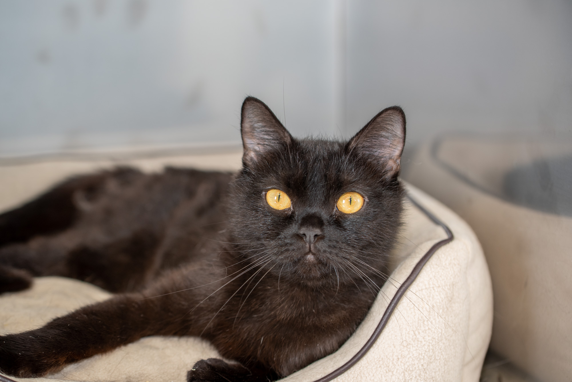 Must kass varjupaigas_Foto autor Agne Astel-Rankla