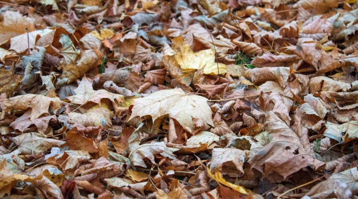 Sügislehed. Foto Andri Küüts