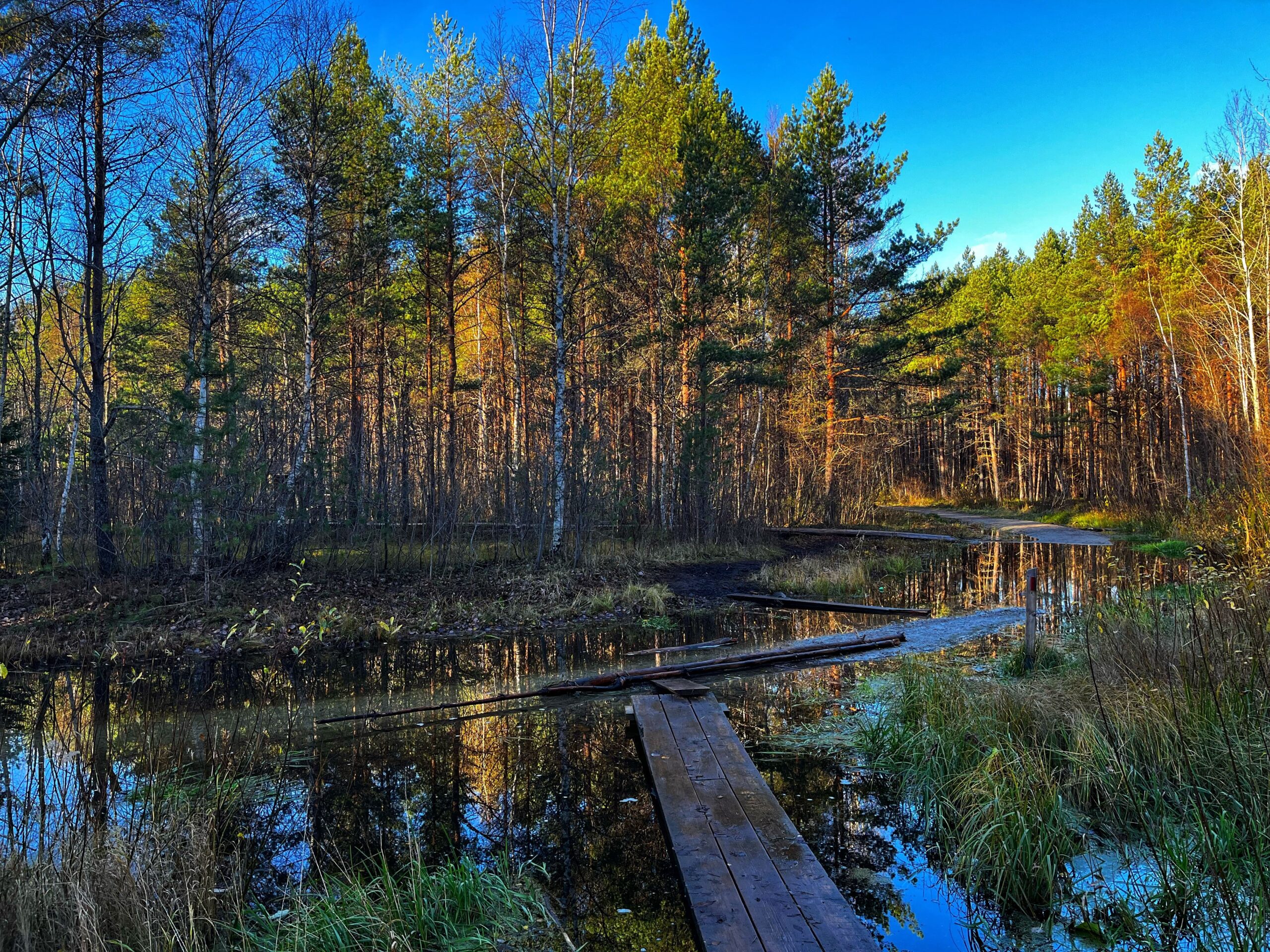 Pääsküla raba_autor Kristin Karu