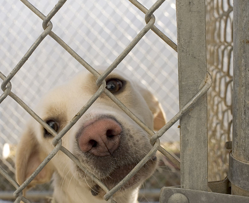 800px-Dog_in_animal_shelter_in_Washington,_Iowa