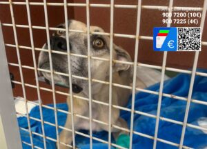 323292196_1123113238322642_838737500364591418_n