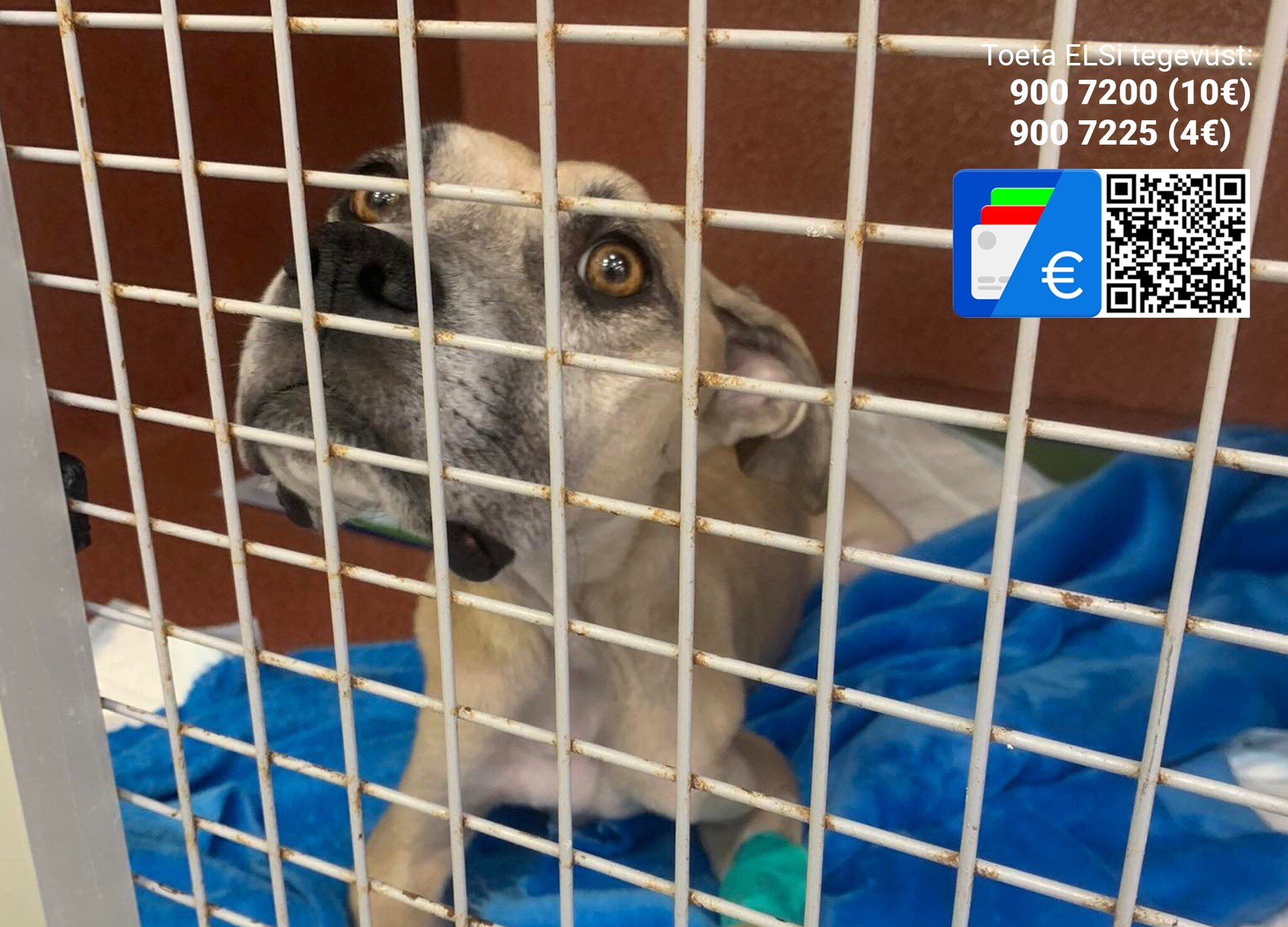 323292196_1123113238322642_838737500364591418_n