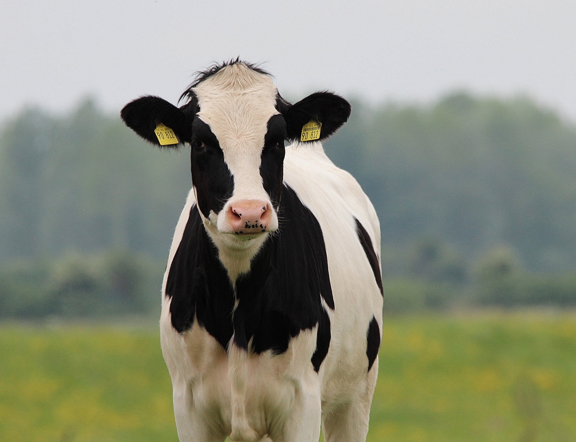 cow-g8e6718655_1920