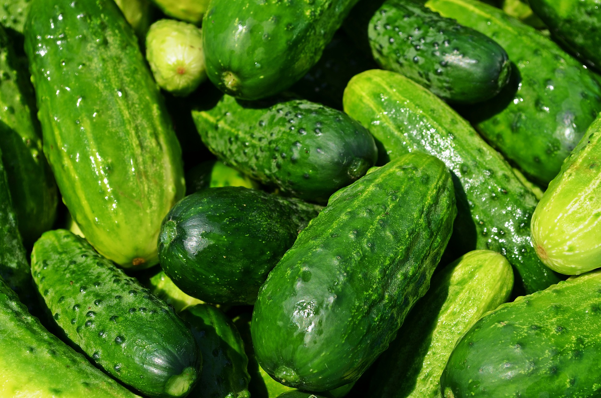 cucumbers-gee7fe6d64_1920