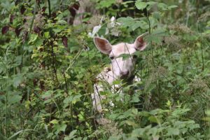 deer-ge34da485e_1920