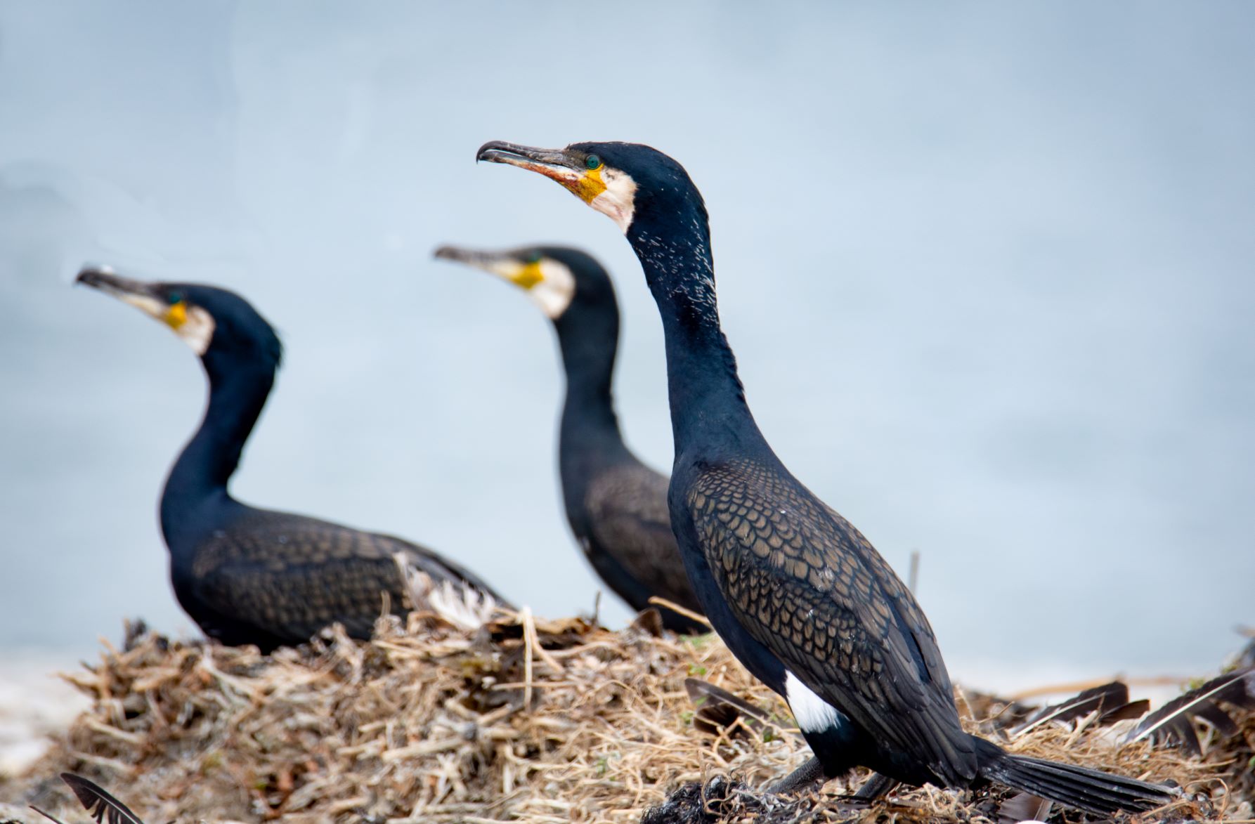 Kormoranid-Maris-Sepp