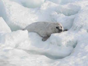 Hülgepoeg_foto auror Sirje Tamm