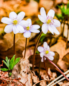 20230417155228__MG_0197