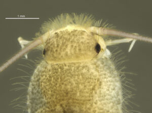 Ctenolepisma_longicaudatum_head