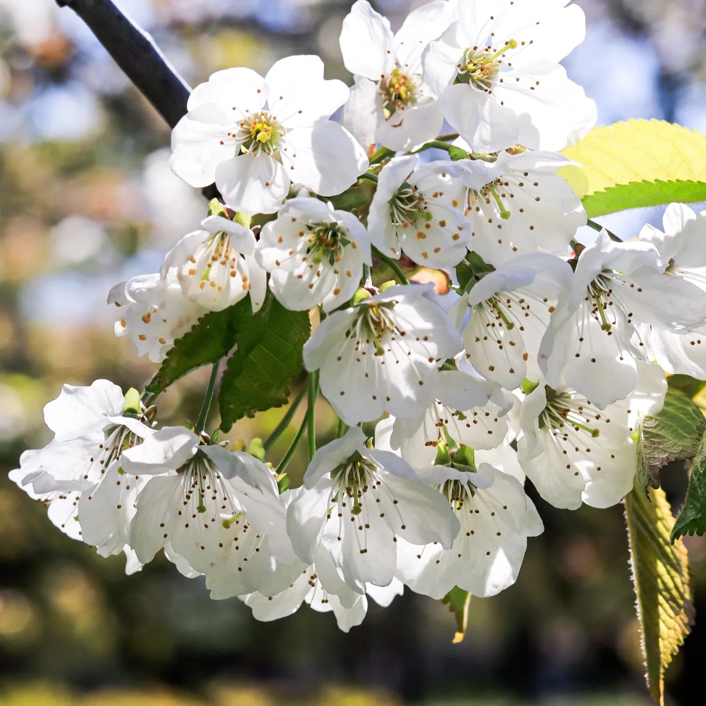 Hobifotograaf Silver