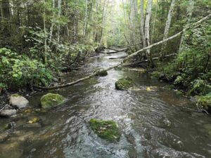 Umbusi jõgi-Rein-Järvekülg