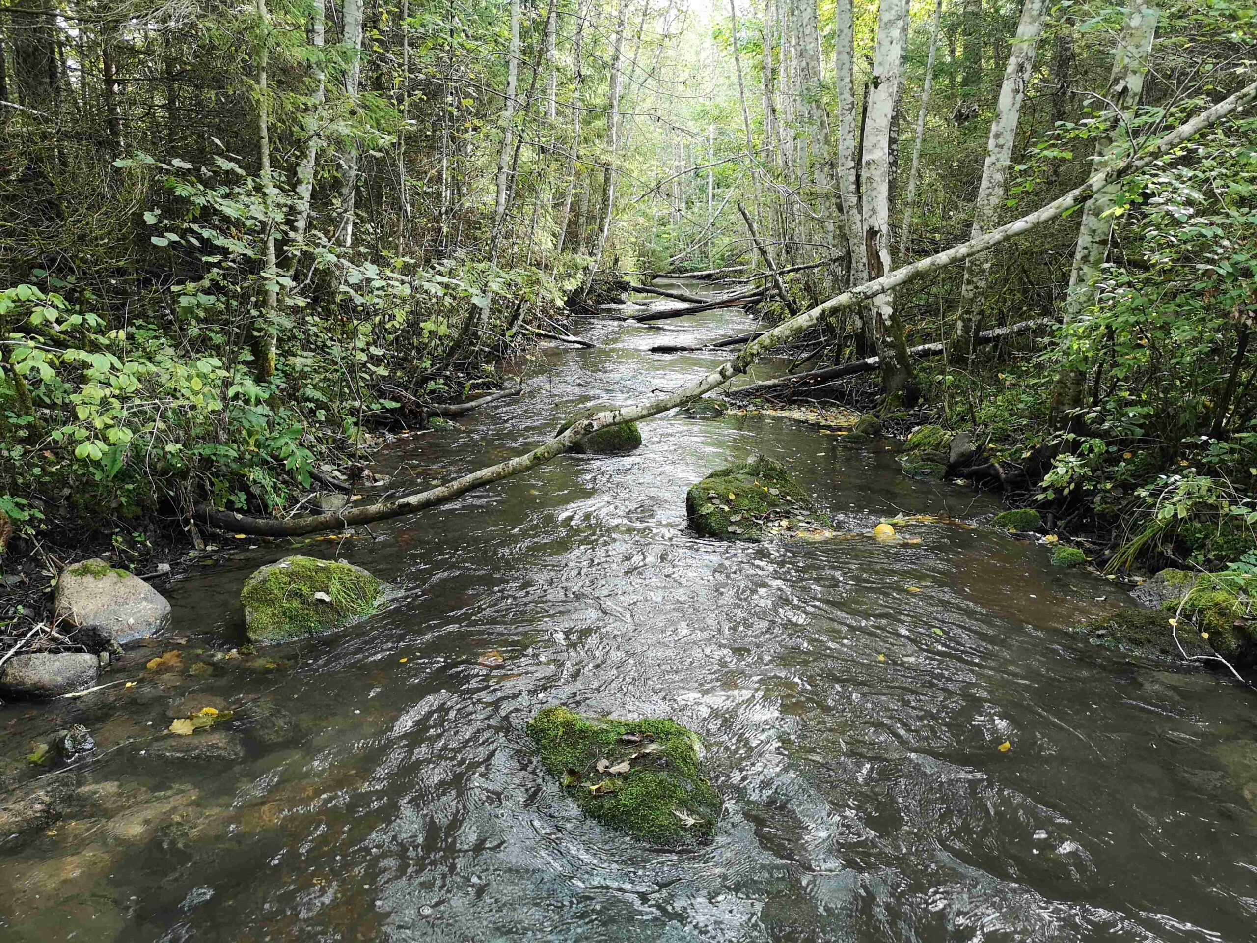 Umbusi jõgi-Rein-Järvekülg