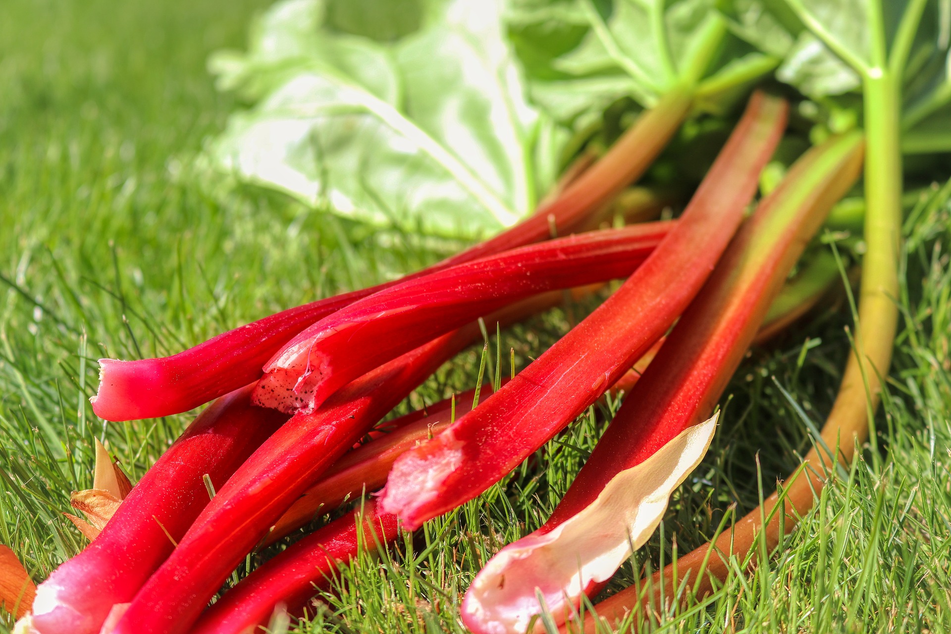 rhubarb-5155214_1920