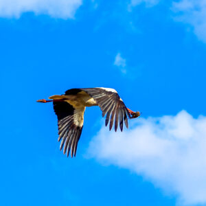 Järvamaa maitsete aasta foto