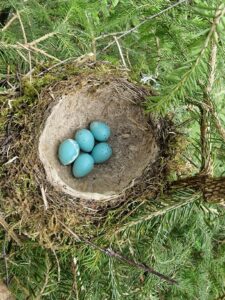 Laulurästa pesa_foto autor Joosep Tammemäe