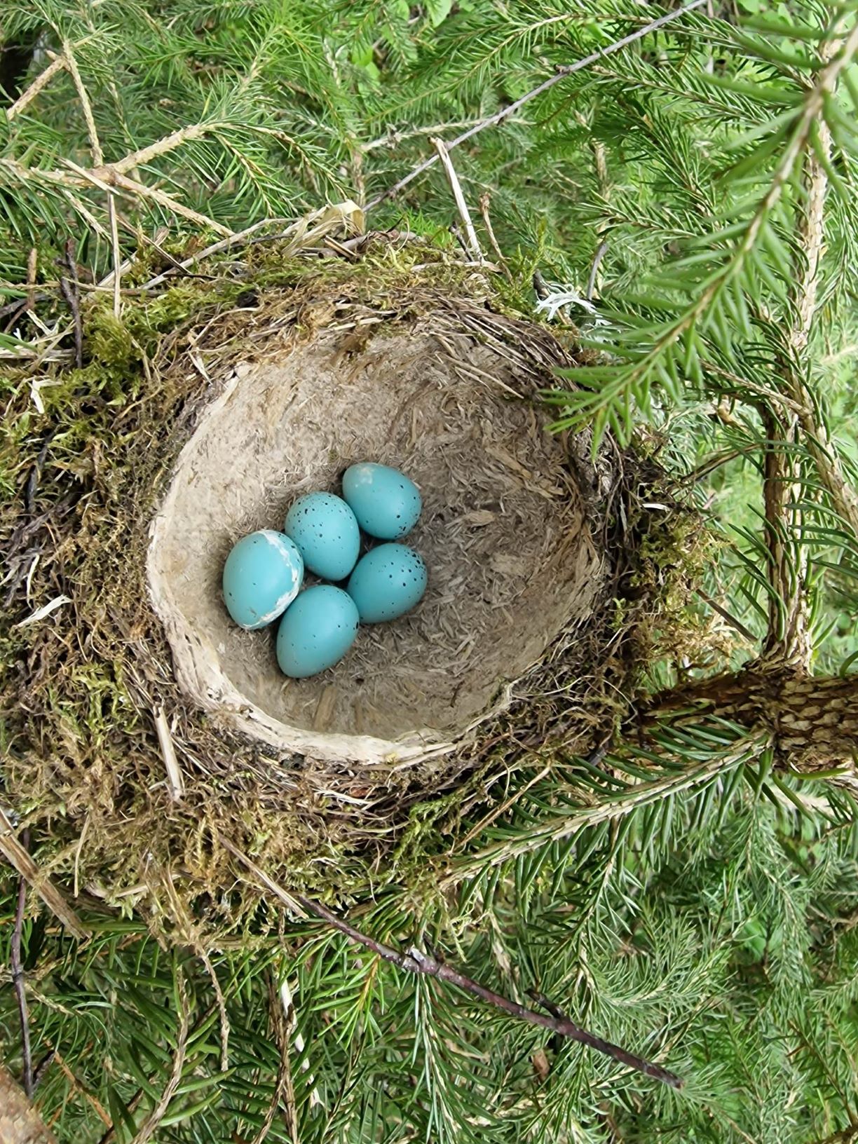 Laulurästa pesa_foto autor Joosep Tammemäe