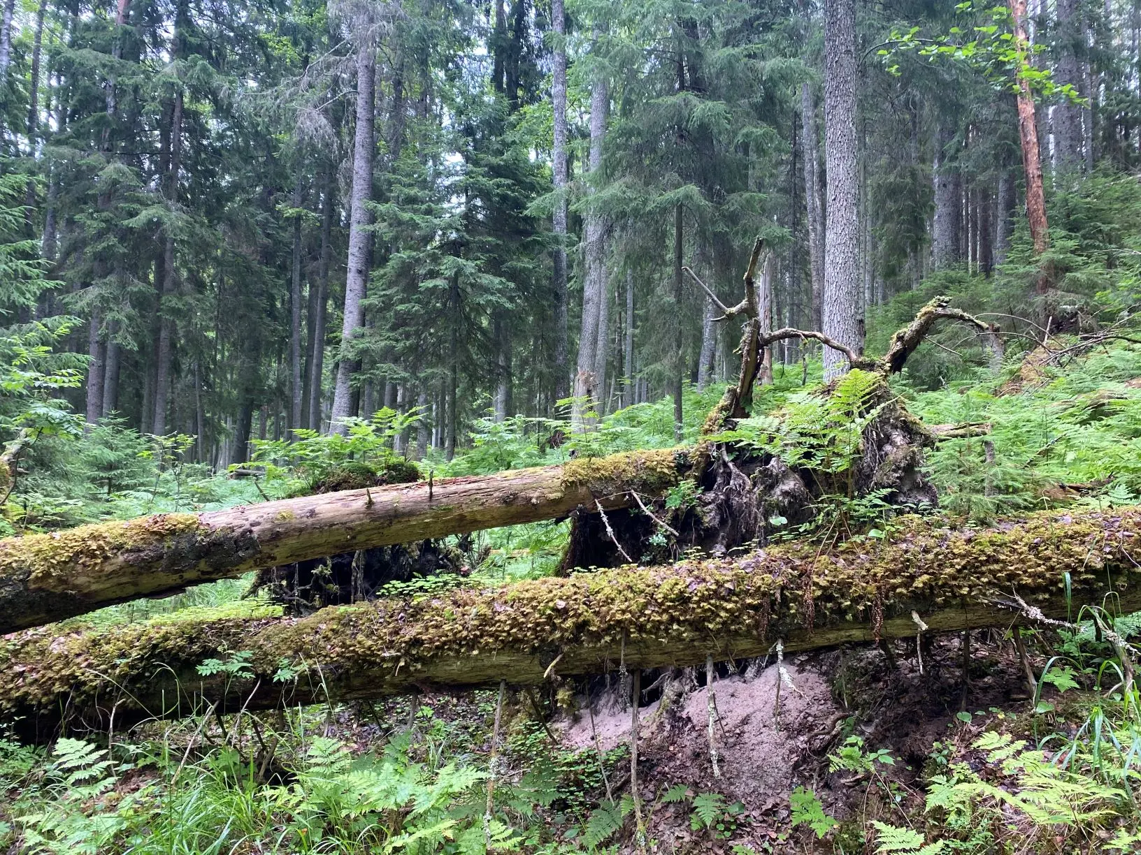 Metsaelupaik Lahemaa rahvuspargis_foto autor Riina Kotter