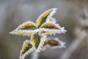 ice-cream-g1e2e0915e_1920