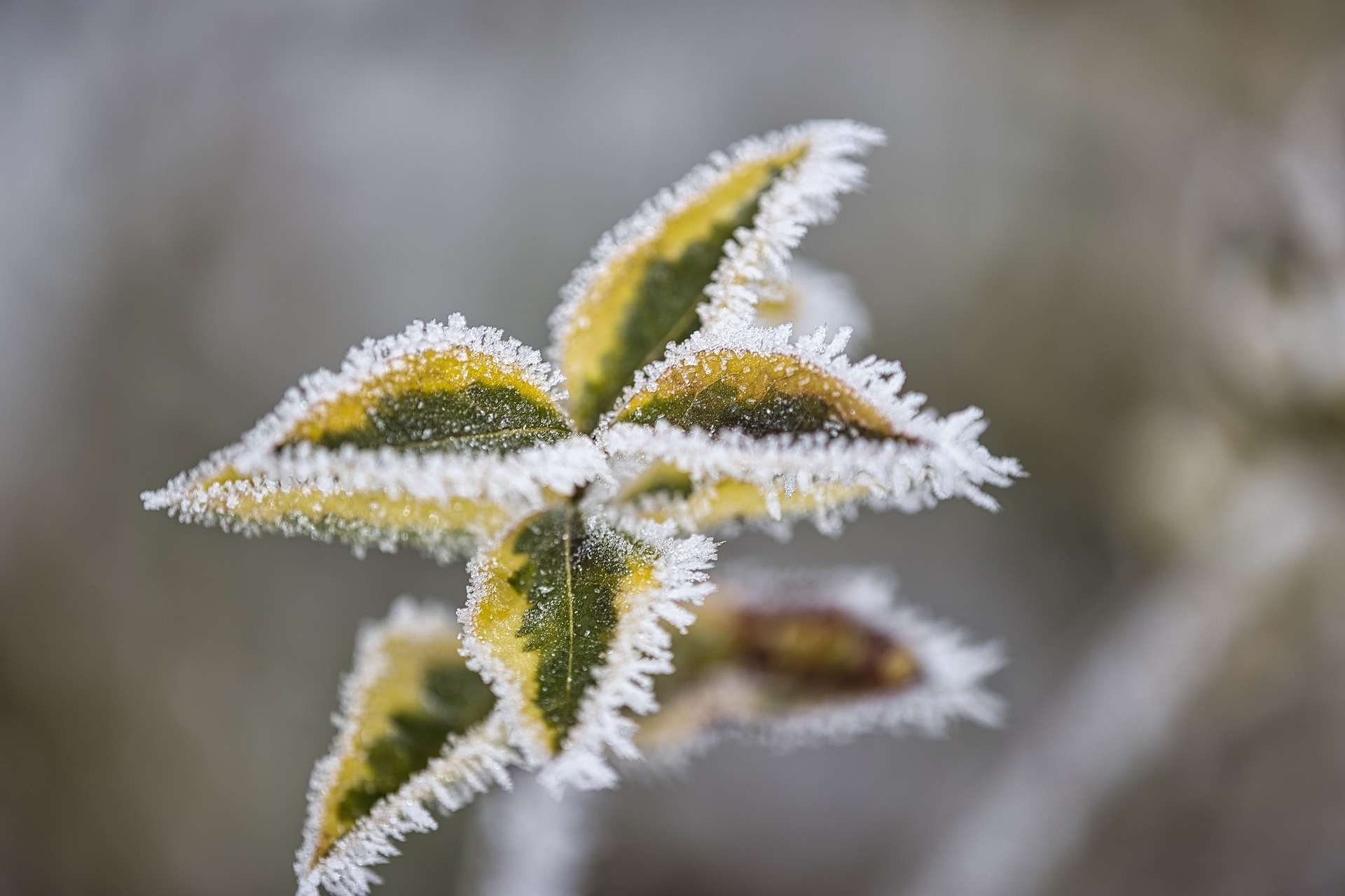 ice-cream-g1e2e0915e_1920