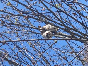 kiisu puu otsas kinni