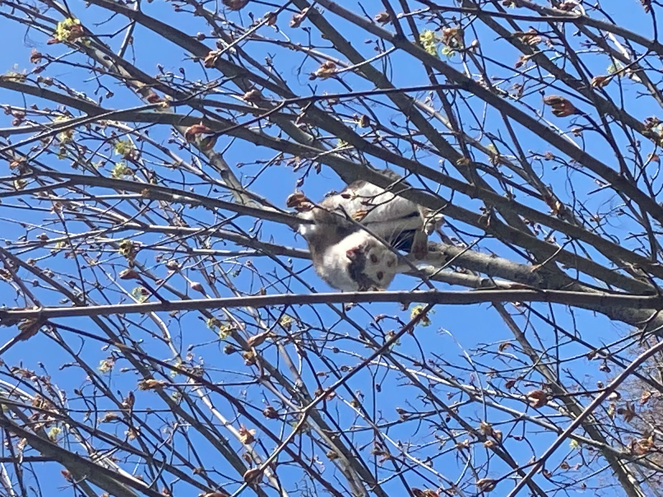 kiisu puu otsas kinni