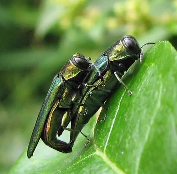 Agrilus_planipennis