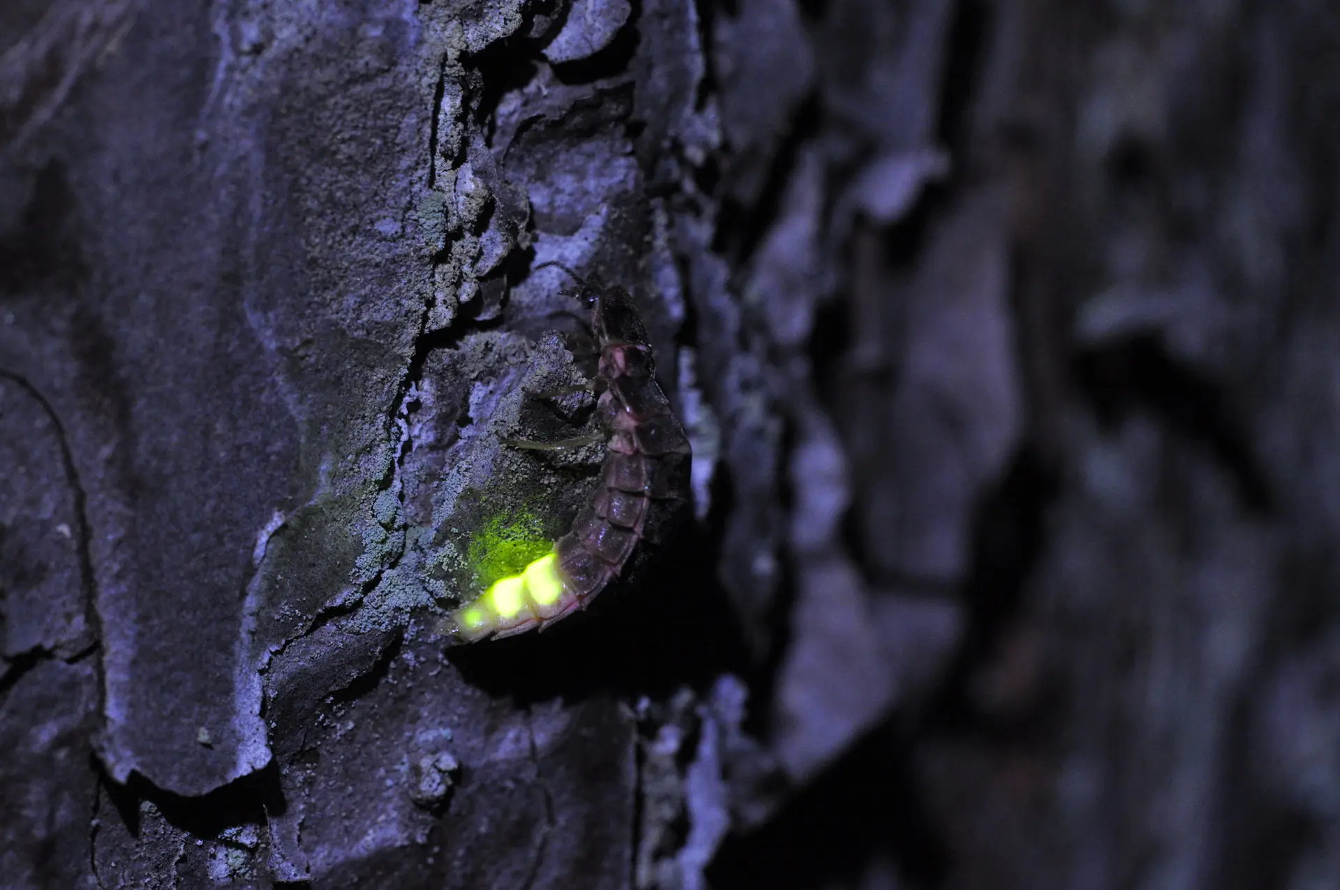 Jaanimardikas,_emane