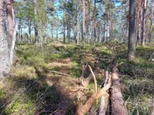 Õngu Hiiumaa-keskkonnaamet
