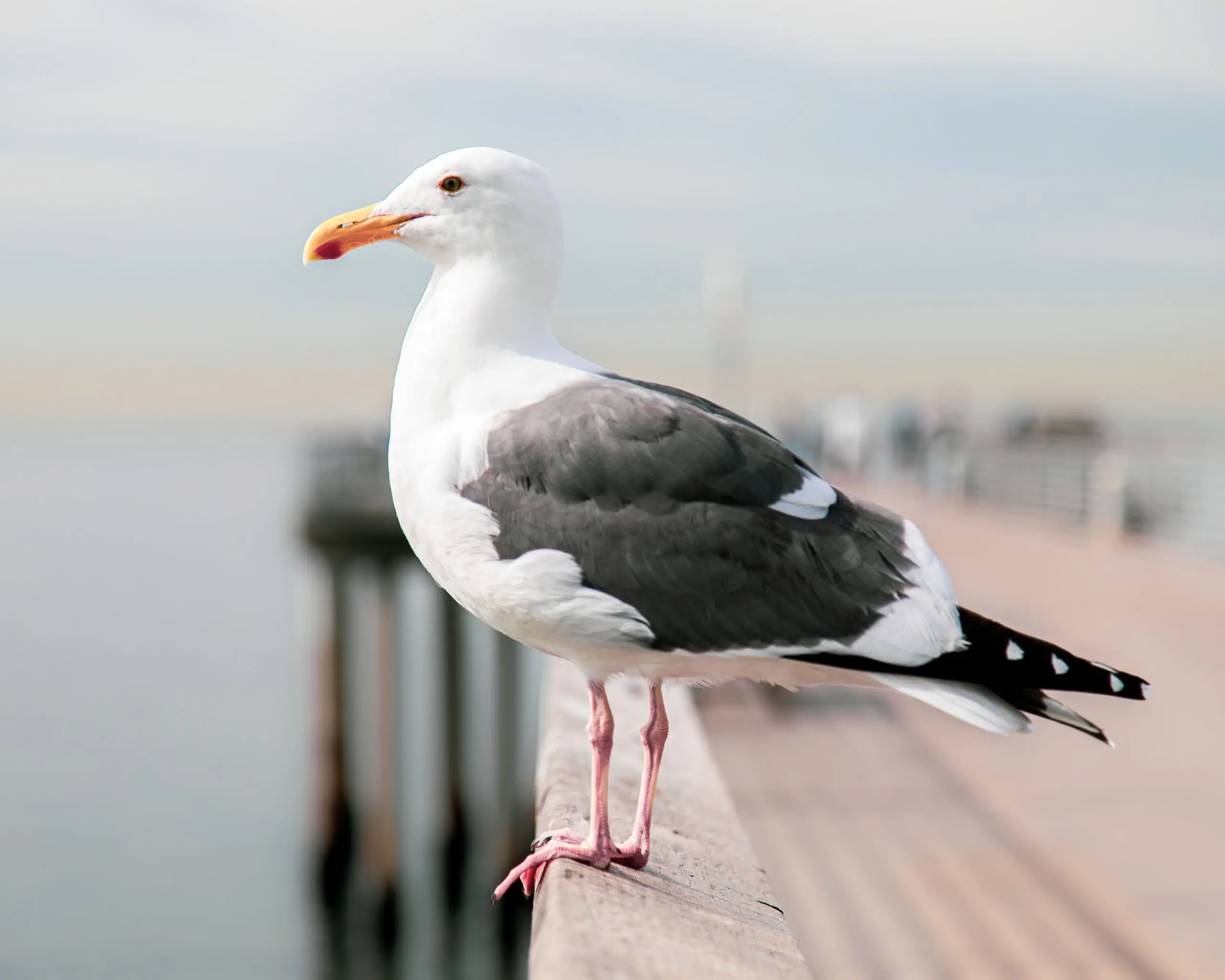 Shallow focus shot of a black-backed gull with a blurred background