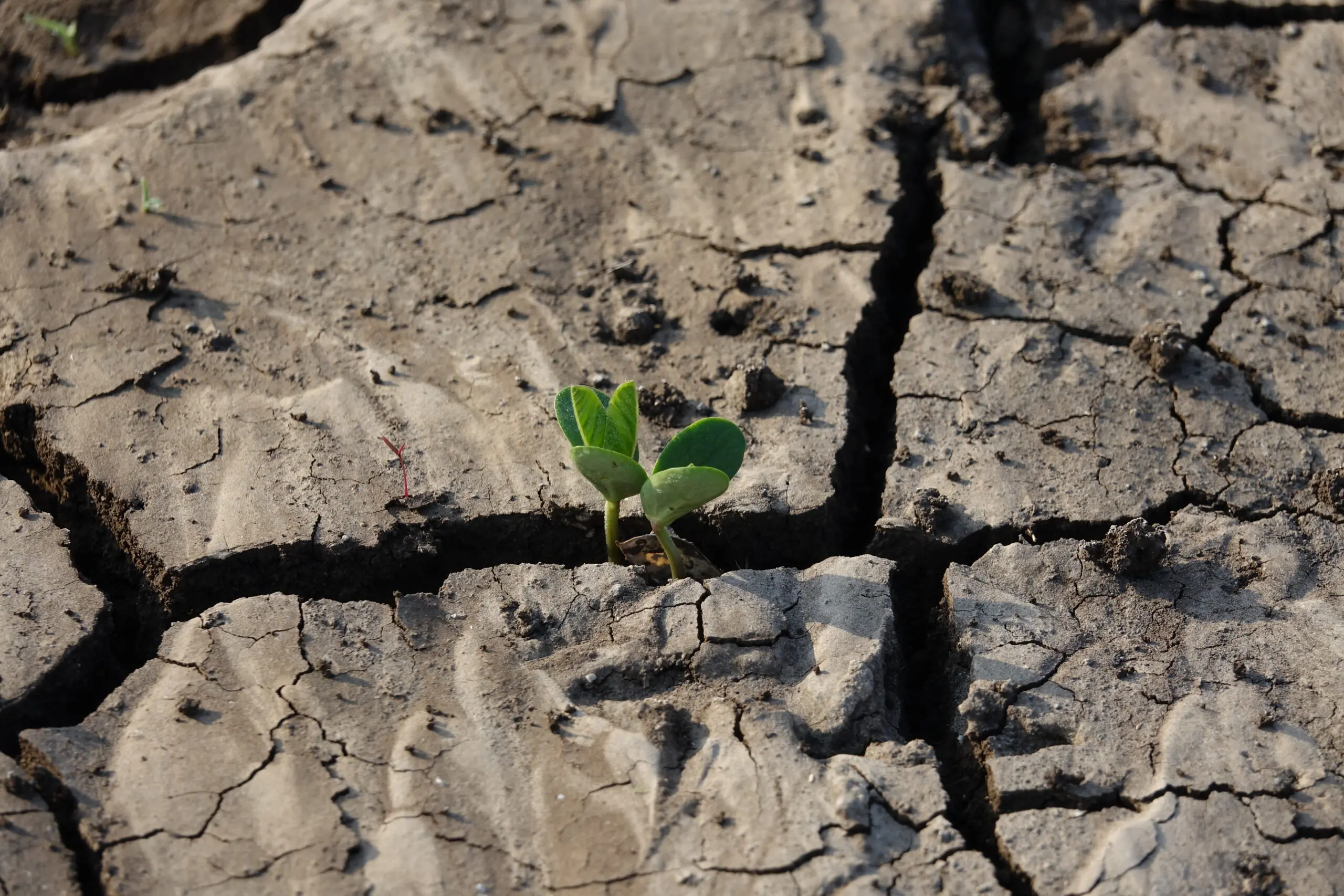 cracked-earth-soil-with-plant