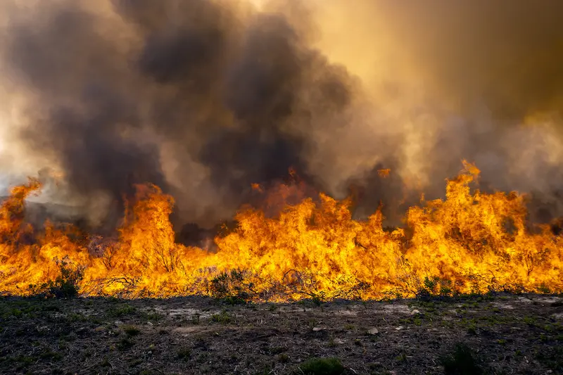 Wildfire flames in landscape
