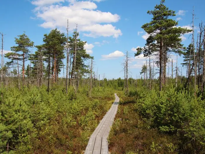 paaskula_raba_2_2013