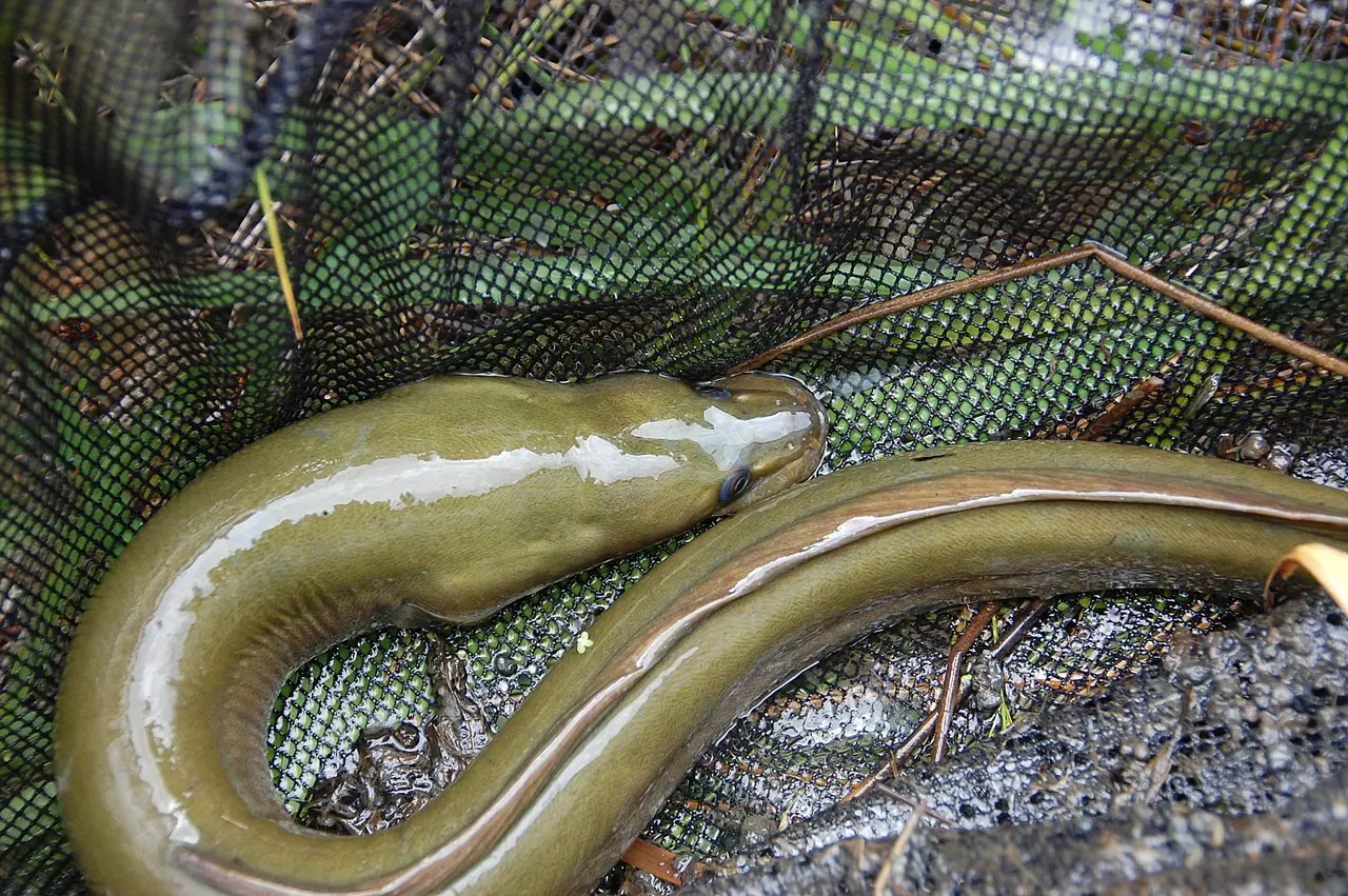 1280px-FishEatingEalWithBroadJaws