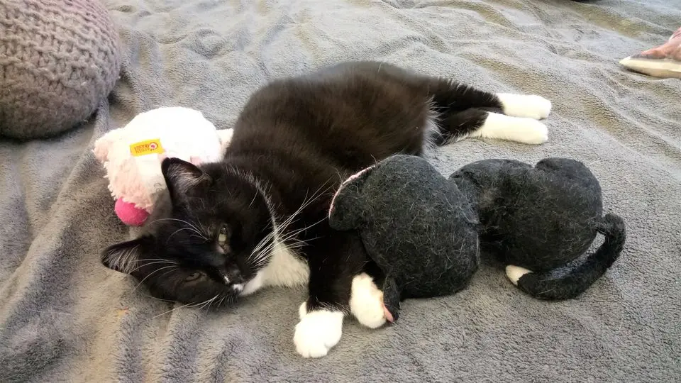 357803936_678561827649645_2268617073900554960_n