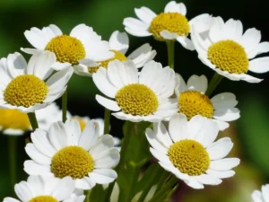 chamomile-g0fb09c6e0_1280