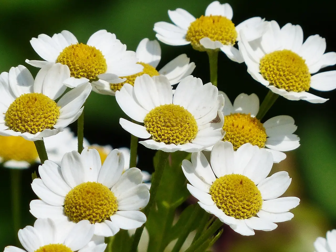 chamomile-g0fb09c6e0_1280