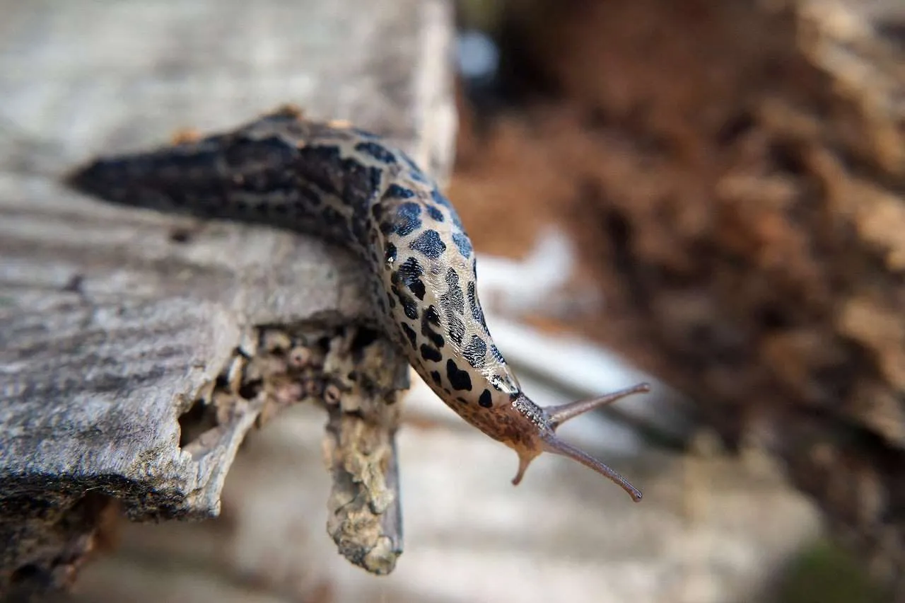 leopard-slug