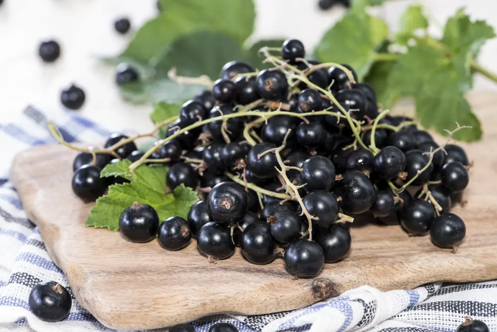 Black Currants