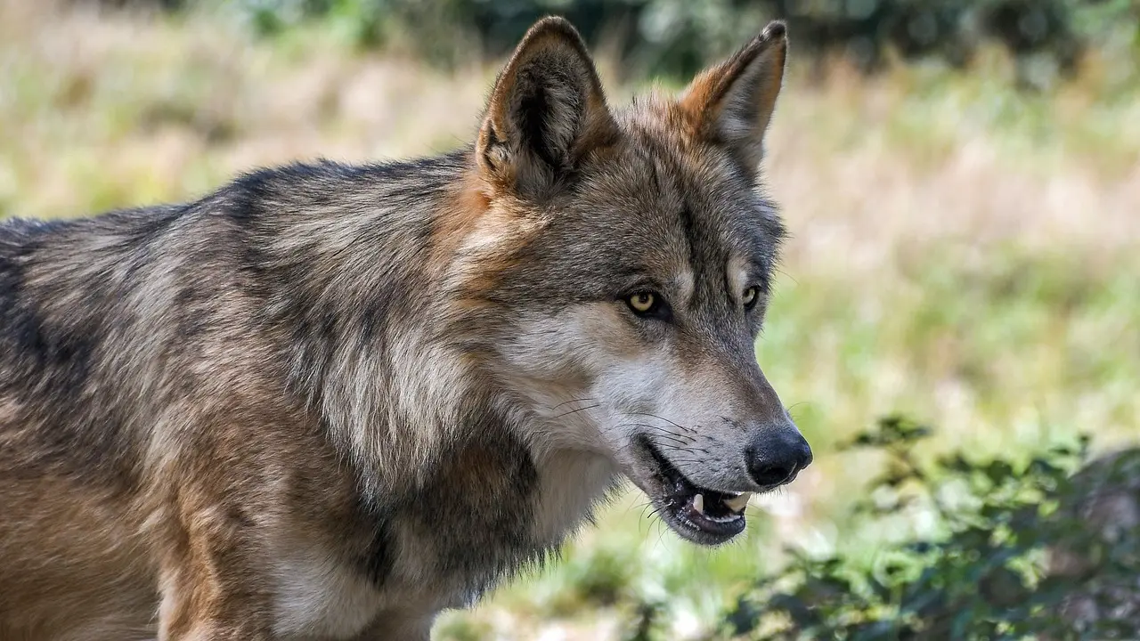 wolf-g935675587_1280