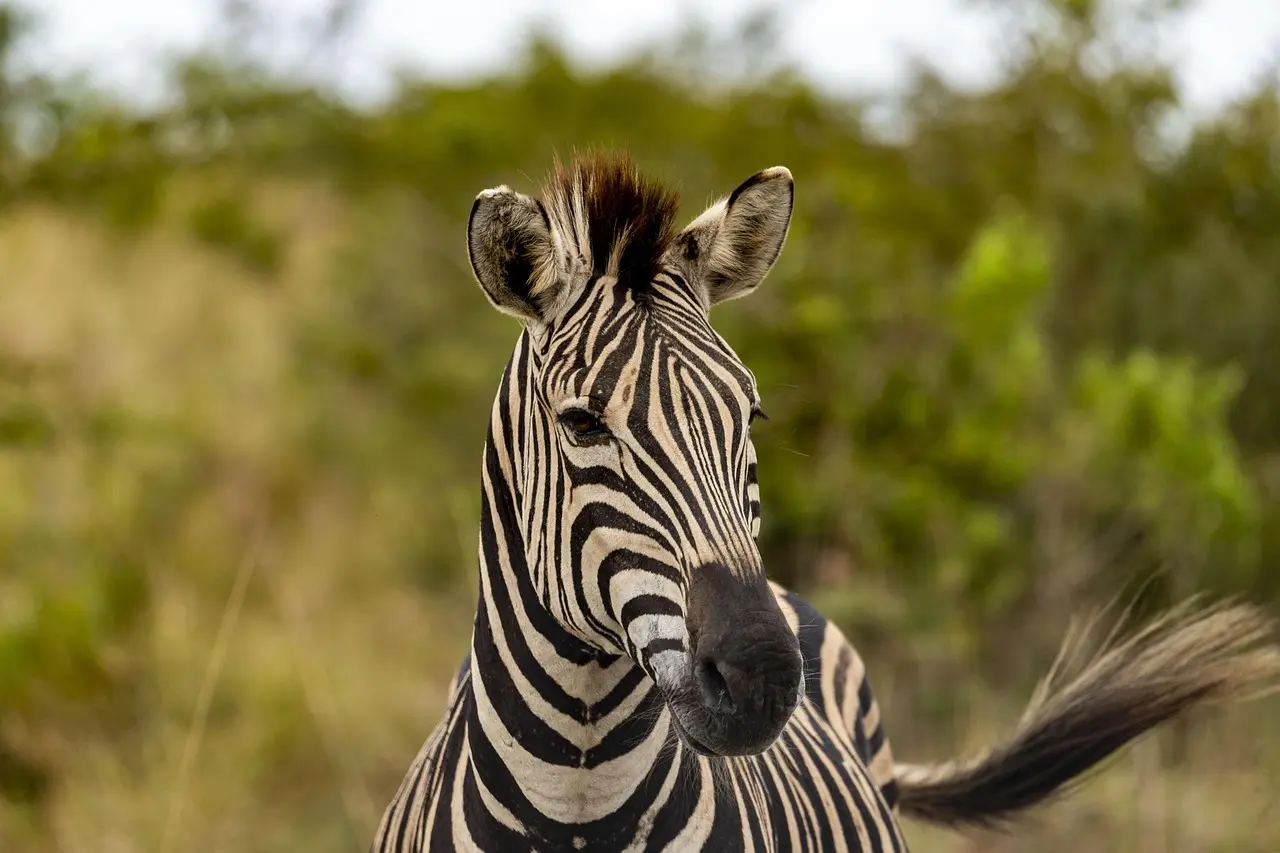 zebra-g9a98c261e_1280