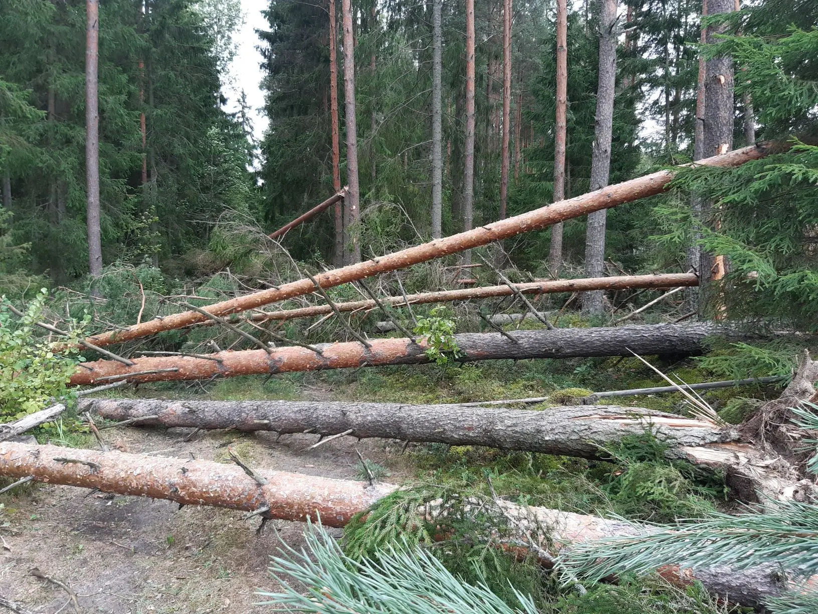 Häätaru k murd2[571]